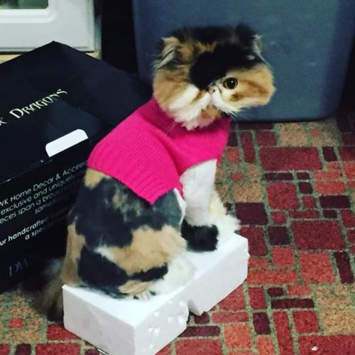 FB_IMG_1599359705346