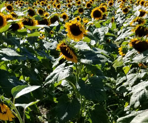 23:56:52 GMT-0400 (EDT)