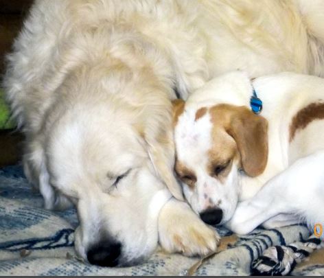 harley and charlie brown