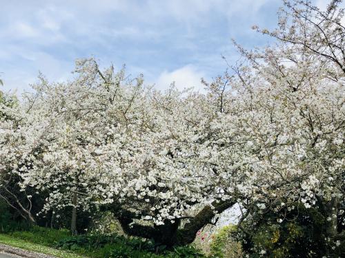 D9A53087-3C48-4A6A-809D-C9C0101D35BA