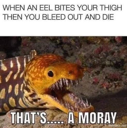 That's a Moray