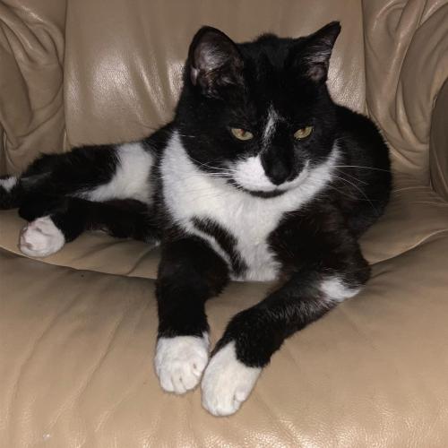 distractedbaker_9___BsJiuQAHW55___