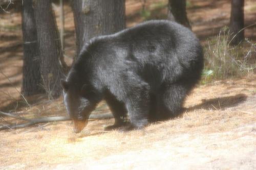 464931_10201080225786387_876953375_o_10201080225786387