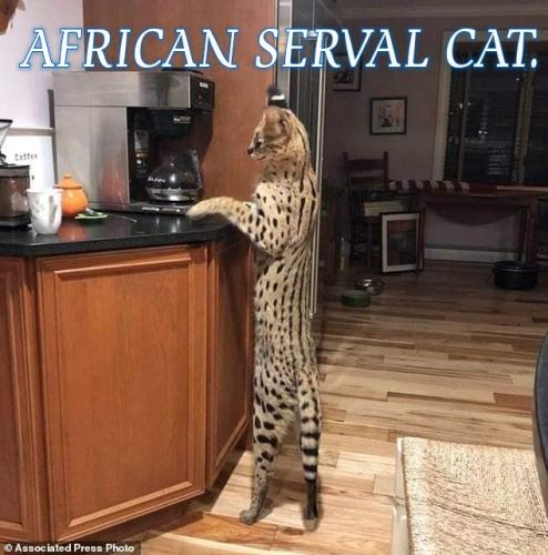 African Serval cat.