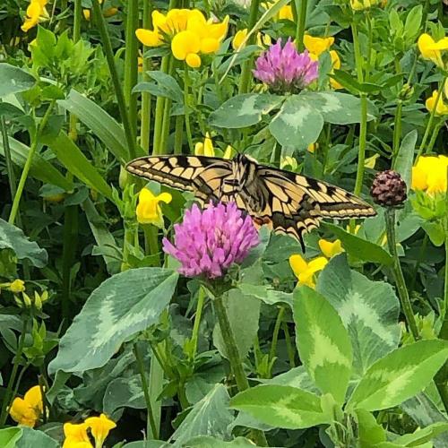 IMG_20200724_090833_209