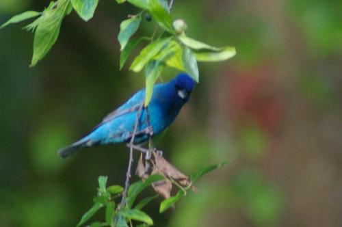 Indigo Bunting 4-28-19