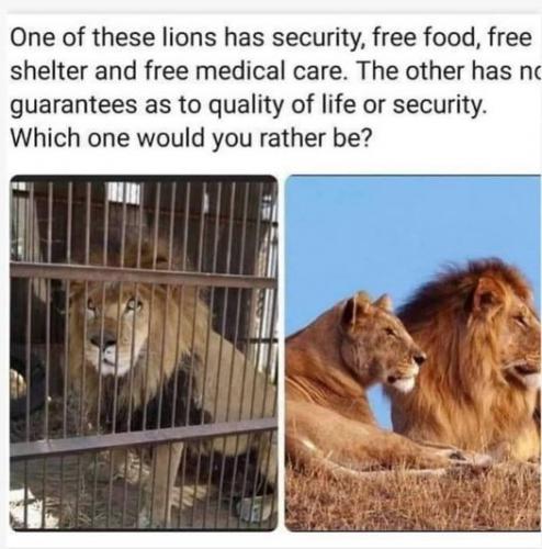 Lion in cage