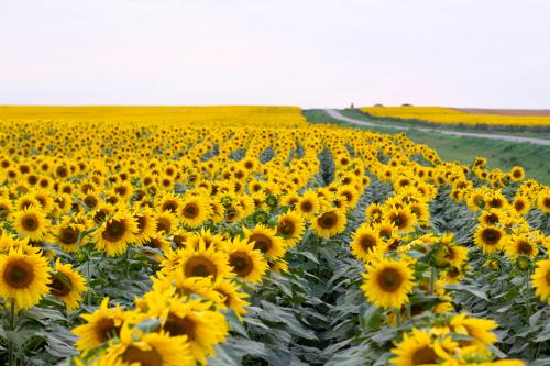 sunflowers in field