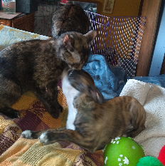 12:29:24 GMT-0500 (CDT)