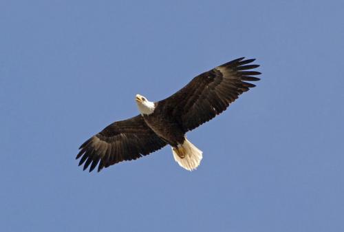 020810-eagle_in-flight2