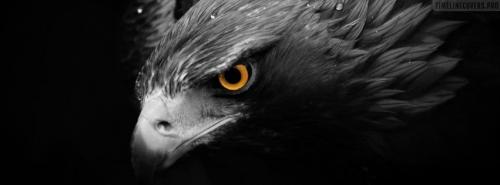 TimelineCovers.pro_eagle-looking-at-your-profile-facebook-cover (1)