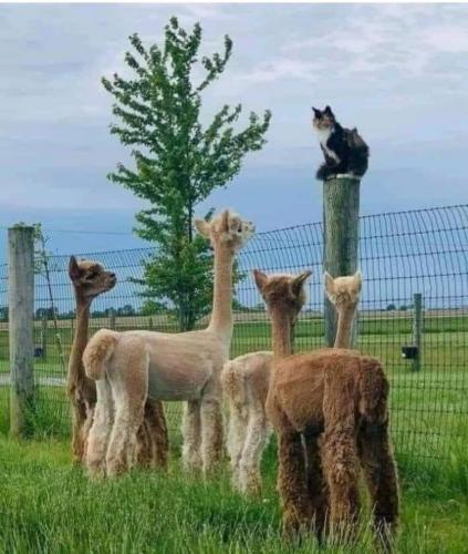 121070536_10157992781238710_6592032451727369420_o