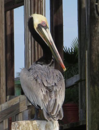 Brown pelican