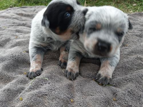 08:27:31 GMT+1100 (AEDT)