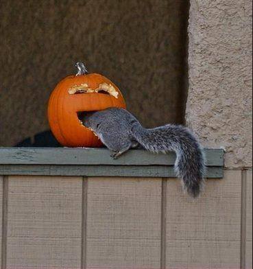 squirrel pumpkin