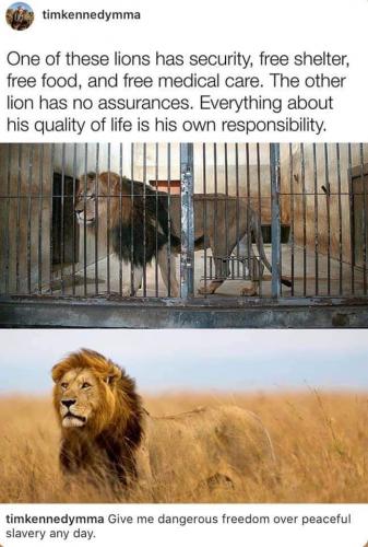 lions