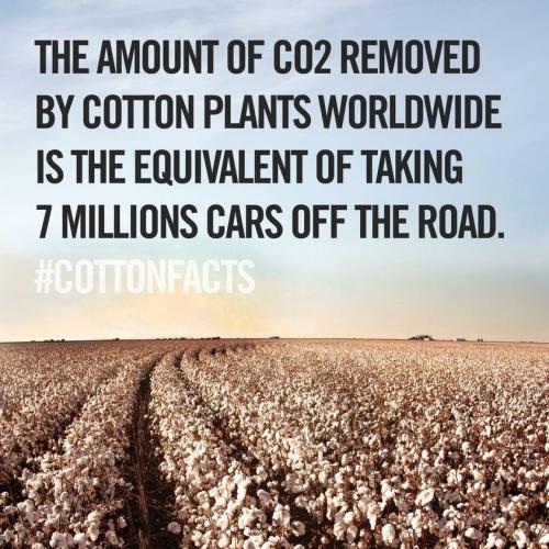 Cotton facts