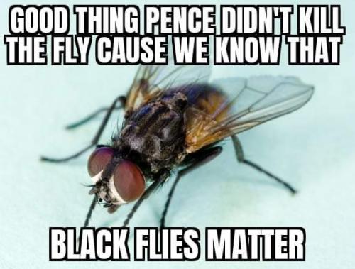 BLM... Black Flies Matter (Not)