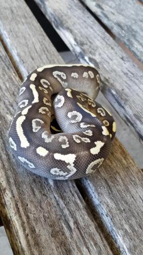 12:26:35 GMT-0500 (CDT)