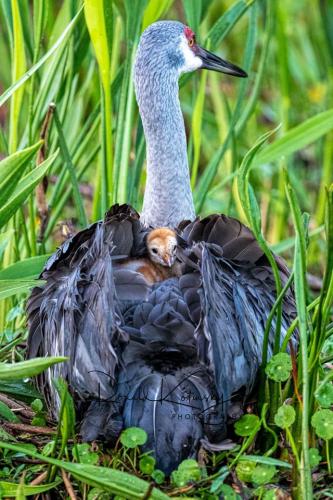 121598379_183847039903855_1953812296073688793_n