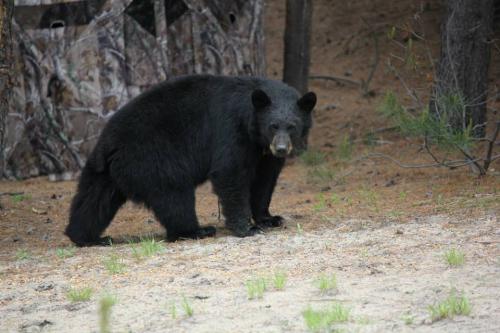 10440966_10204071916696790_7505196485002978883_n_10204071916696790