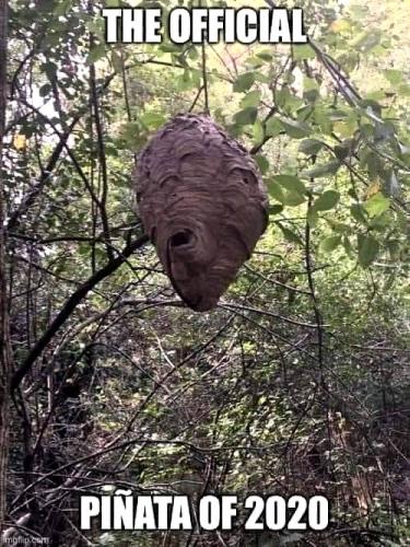 Hornets nest