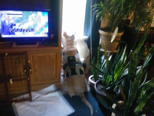 09:17:45 GMT-0400 (EDT)