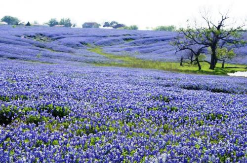 Bluebonnets