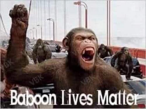 Babboon lives matter