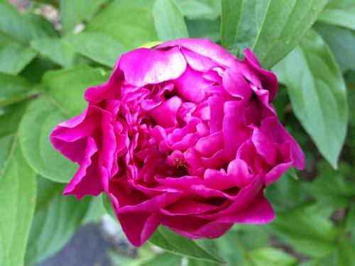 919836_10151640694146180_854250509_o