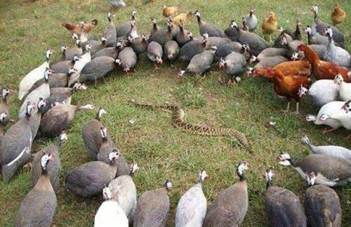 rattlesnake_chickens_guineas