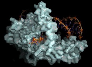 DNA Structure protein with fullerenes