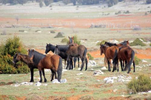 FB_IMG_1492289025118