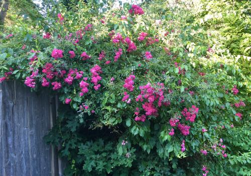 EDE90E98-D1BD-44C2-83D4-C4EF093C5C73