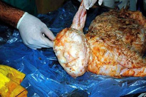 humancloneexperiment1