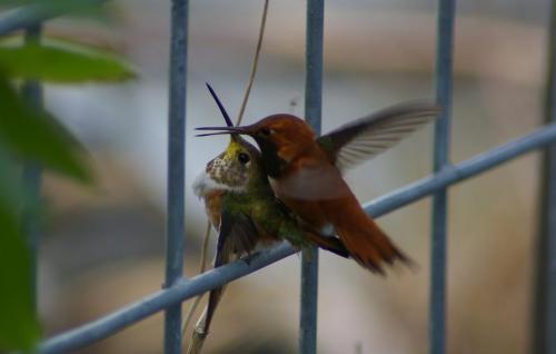 Rufous Hummingbird Nookie 5-19-19 Orcas