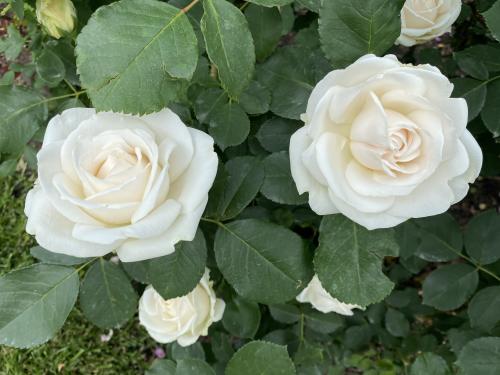 616747A8-DCCC-4148-91BA-9B9B5C3AFD0A