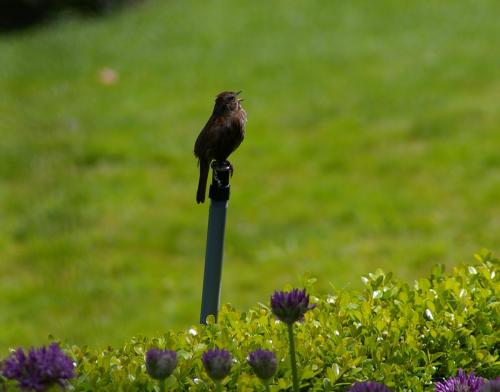 Song Sparrow 5-15-19 Roche Harbor