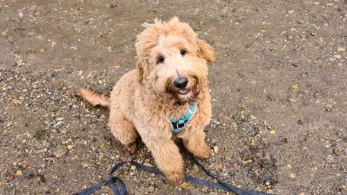 FB_IMG_16039292296307691