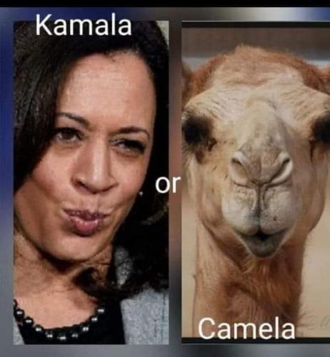 Kamala or Camela