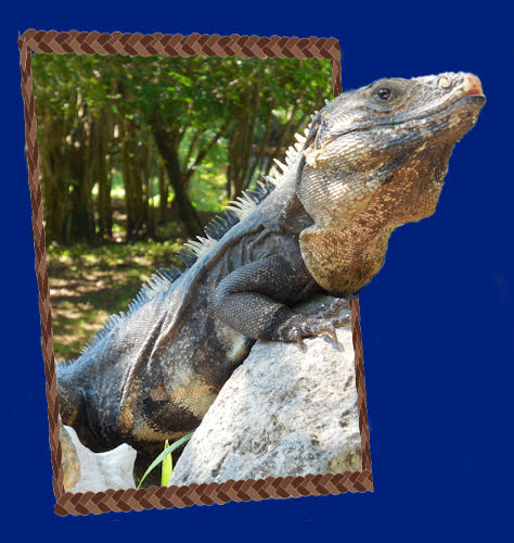 3dIguana