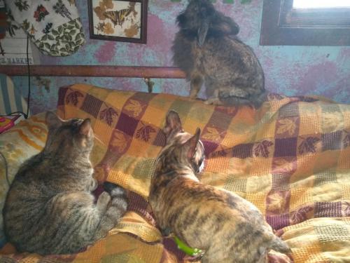 12:37:06 GMT-0500 (CDT)