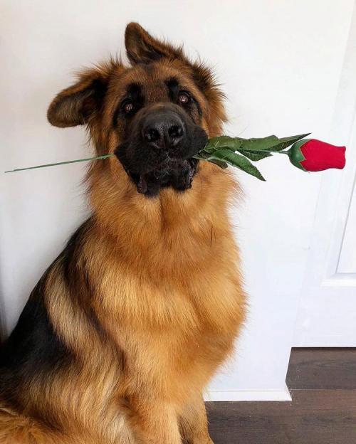 germanshepherrds-20200706-0002