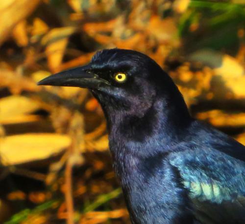 Boat-tailed grackle. Surfside, TX