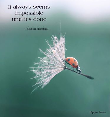 15284969_1724347937892605_7123872542970889538_n