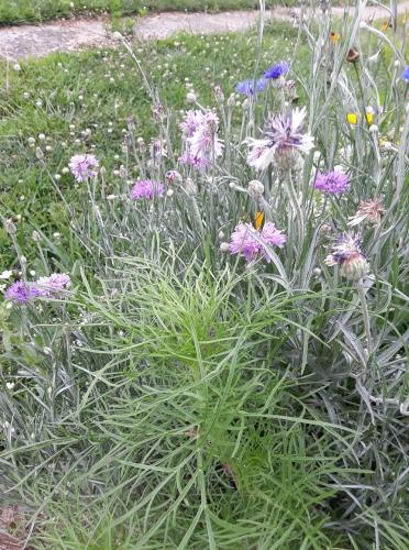 37700889_10204702707923520_7500833775970942976_o_10204702707843518