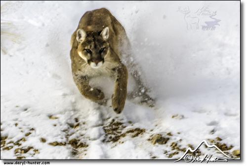 display-mountain-Lion