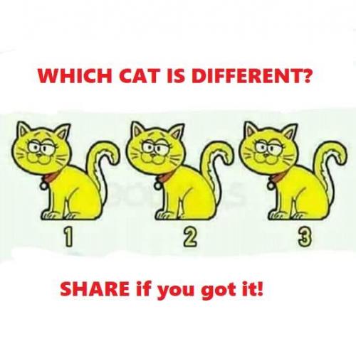 Find The Difference Kitty