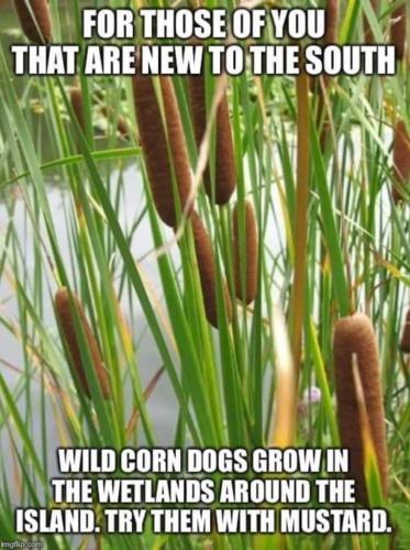 CornDog