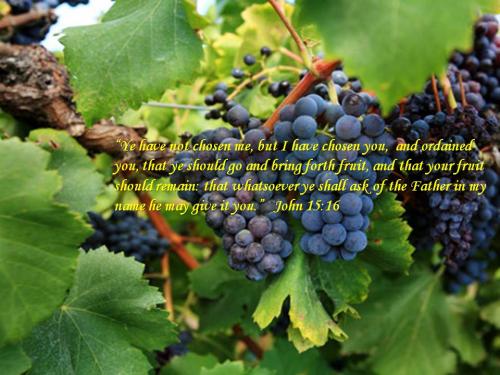John 15-16, Vine and Branches